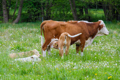 Cows in a field