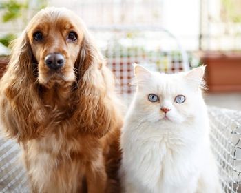 Portrait of dog