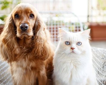 Portrait of dog and cat