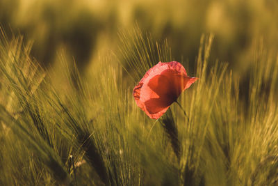 Close-up of red poppy flower on field