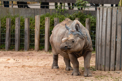 Elephant in a zoo