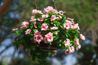 Close-up of pink flowering plants