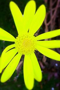 Close-up of yellow butterfly on plant