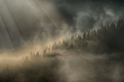 Scenic view of forest against sky