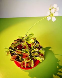 High angle view of flowering plant