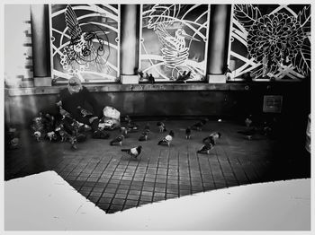 Birds perching on floor
