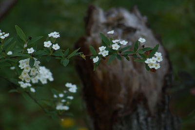 Close-up of white flowering plant