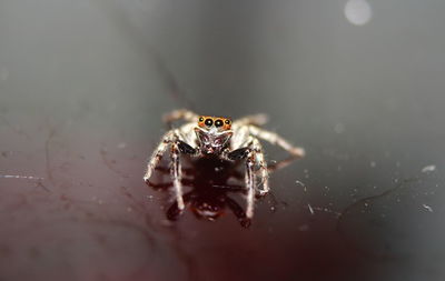 Close-up of spider