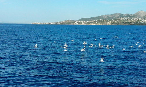 Swans swimming in sea against blue sky