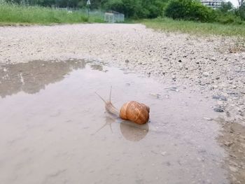 Snail on a lake