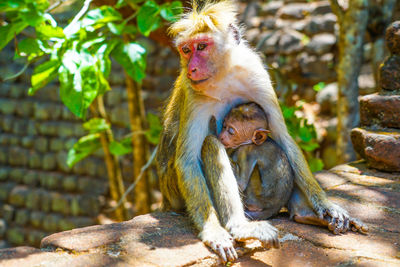 Close-up of monkey