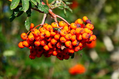 Close-up of red flowering plant