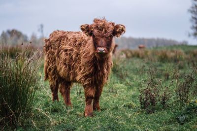 Lion standing in a field