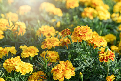 Beautiful yellow marigolds flower in garden, flower nature background concept