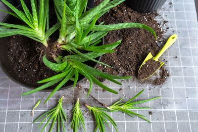 High angle view of potted plant