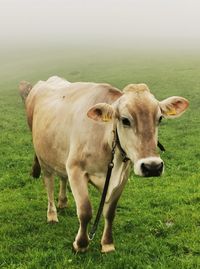 Cow standing in a field