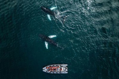 High angle view of whale swimming by boat in sea