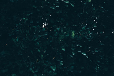 Full frame shot of swimming underwater