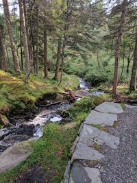 Stream flowing amidst trees in forest