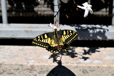 Butterfly on flower