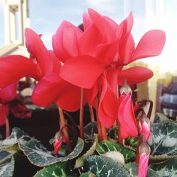 Close-up of pink flowers blooming outdoors