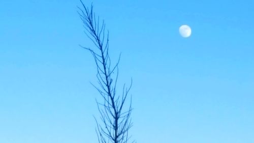 Low angle view of bare tree against blue sky