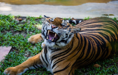 Close-up of tiger