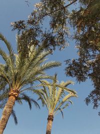 Low angle view of palm tree against clear blue sky