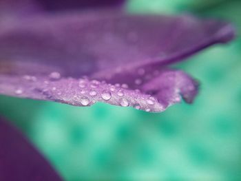 Close-up of purple flowers