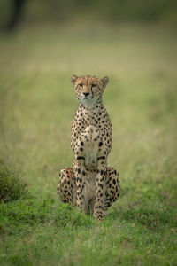 Cheetah sits facing camera on grassy plain