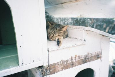 Portrait of a sleeping cat