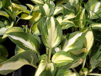 Full frame shot of fresh green hostas