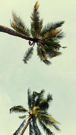 Low angle view of palm tree against sky