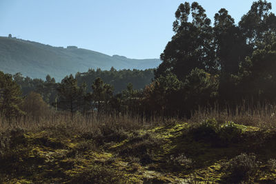 Trees in forest against clear sky