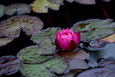 Close-up of pink lotus water lily in pond