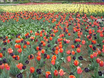 Poppies growing on field