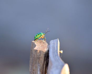 Close-up of insect perching on wood