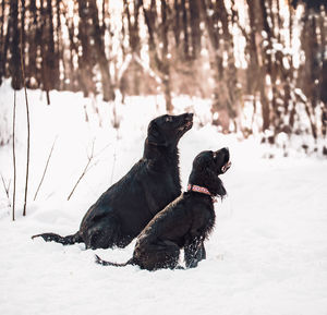 Black dog on snow covered land