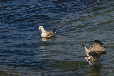 Ducks swimming in lake