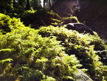 Close-up view of plants