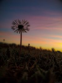 Close-up of flower growing in field against sky at sunset