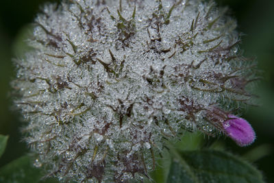 Close-up of purple flowering plant