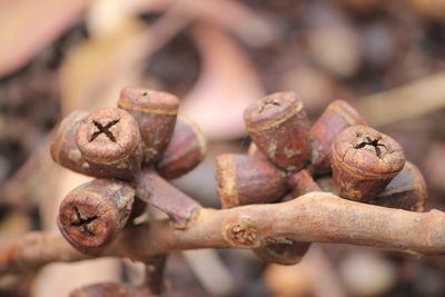 Close-up of rusty chain