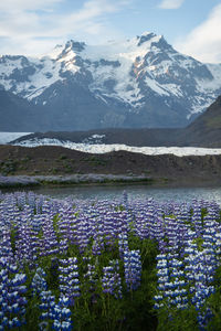 Lupine flowers, snowcapped mountains and glacier at the edge of skaftafell national park