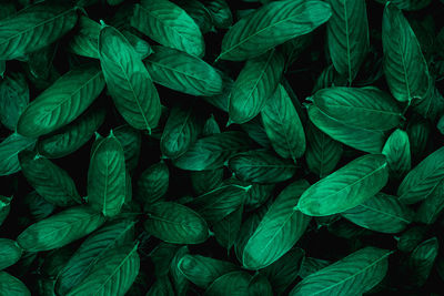 Full frame shot of fresh green leaves