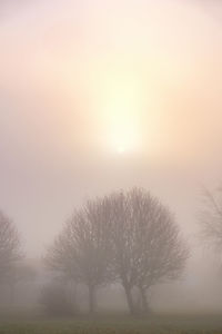 Bare trees on field against sky during sunset