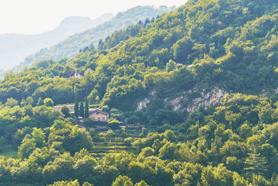 Scenic view of vineyard against mountain