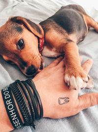 High angle view of puppy relaxing on bed