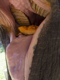 Close-up of bread