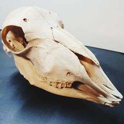 Close-up of animal skull